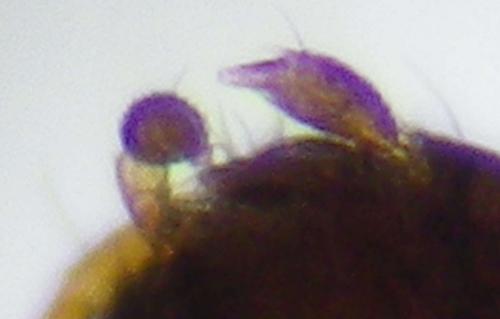 Tachyporus nitidulus